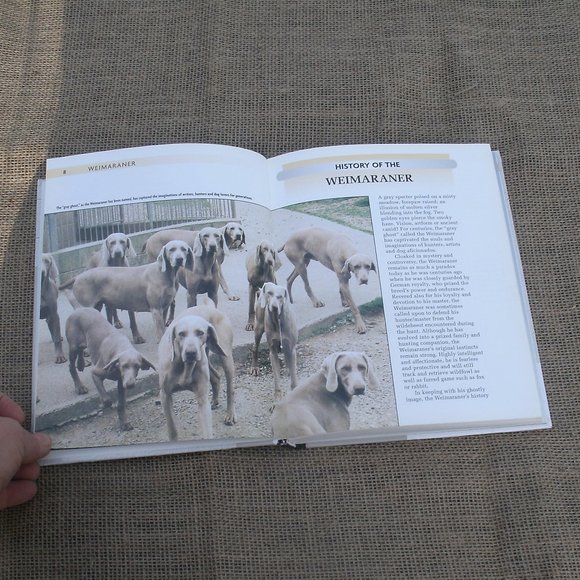 Weimaraner A Comprehensive Guide Dog Book - Picture 9 of 16